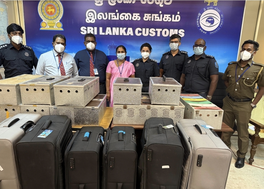 64 புறாக்கள் கடத்தல் முயற்சி: வென்னப்புவ நபர்களுக்கு ரூ. 5 லட்சம் அபராதம்